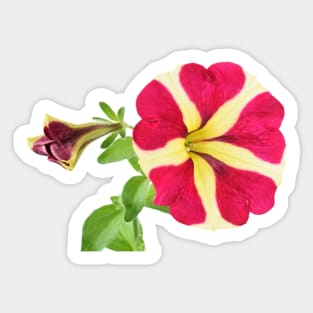 Petunia Amore Queen of Hearts Amore series Sticker